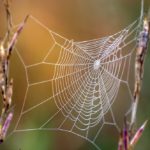 Почему перестал работать переводчик в «Яндекс. Браузере»: причины